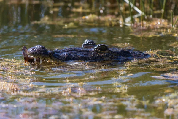 Крупный План Головы Американского Крокодила Охотящегося Озере Болото Солнечный День — стоковое фото