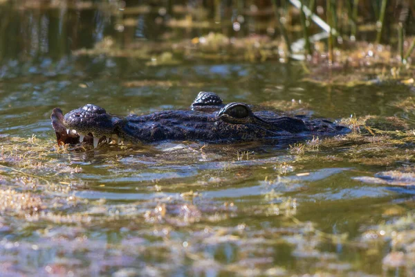 湖でのアメリカのワニ狩りの頭のクローズアップショット 晴れた日の沼 — ストック写真