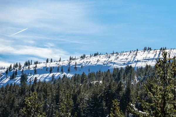 Una Vista Naturale Una Foresta Invernale Sotto Cielo Azzurro — Foto Stock
