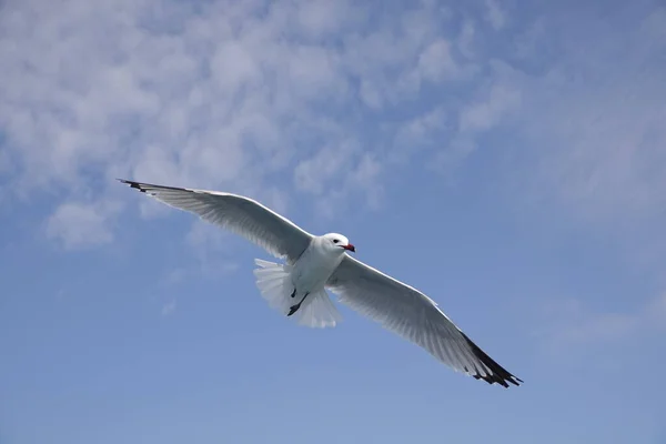 Die Mittelmeermöwe Fliegt Blauem Himmel — Stockfoto