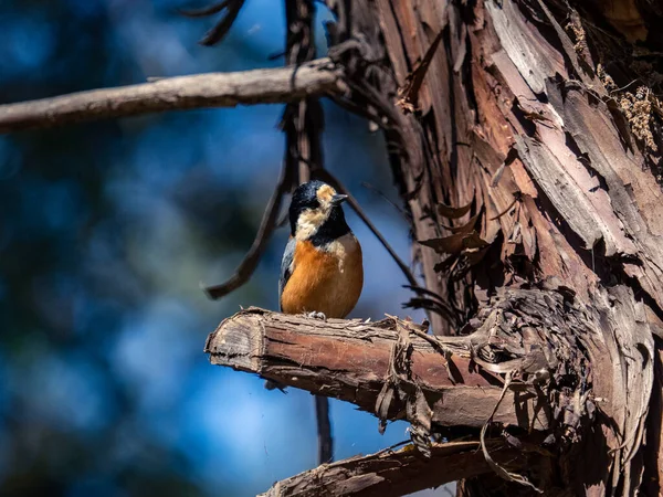 Closeup Shot Varied Tit Sittiparus Varius Tree Japanese Forest Yokohama — Φωτογραφία Αρχείου