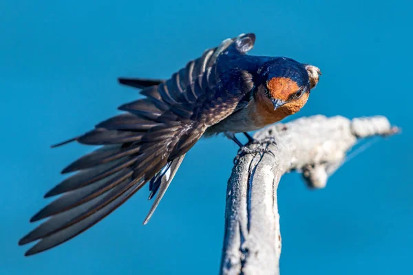 青い空を背景に開いた翼を持つ木の枝にようこそツバメの鳥 — ストック写真