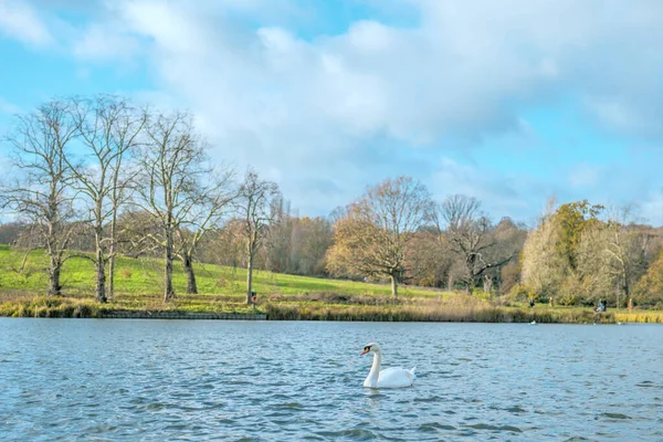 Belo Cisne Hampstead Heath Pond Londres — Fotografia de Stock