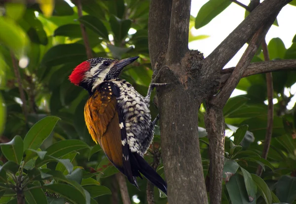 Pájaro Carpintero Apilado Gran Pájaro Carpintero Negro Nativo América Del — Foto de Stock