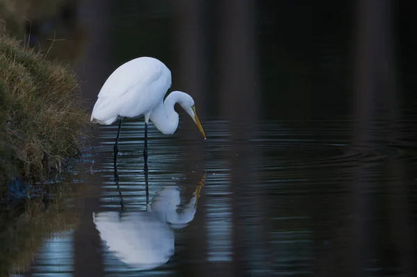 Una Hermosa Toma Una Gran Garza Reflejada Agua Mientras Bebía — Foto de Stock