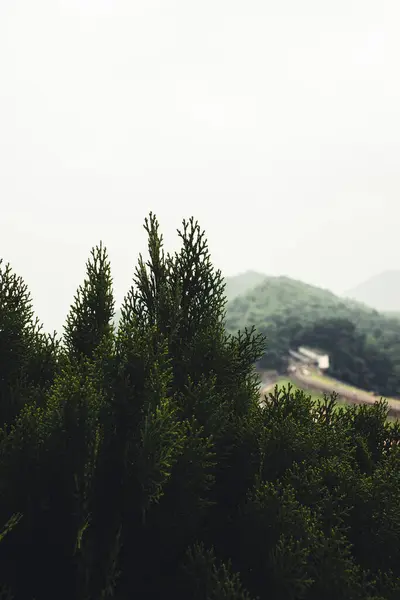 森林に覆われた山の垂直ショット — ストック写真