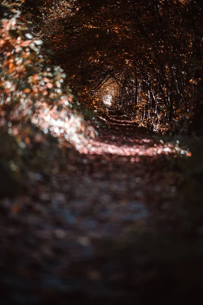 Una Splendida Vista Sentiero Una Foresta Autunnale — Foto Stock