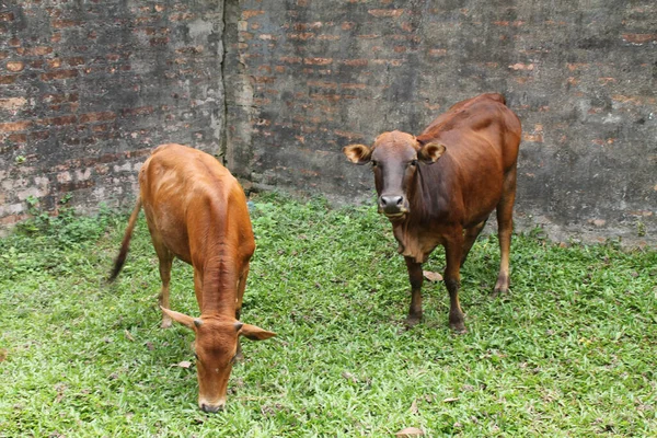 Primer Plano Vacas Marrones Pastando Paddock Vietnam — Foto de Stock