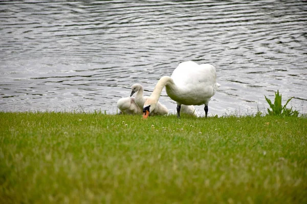 Primer Plano Cisne Mudo Con Sus Cygnets — Foto de Stock