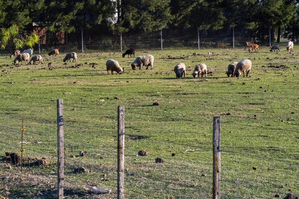 Ovelhas Pastando Campo Gramado Fazenda Firmat Argentina — Fotografia de Stock