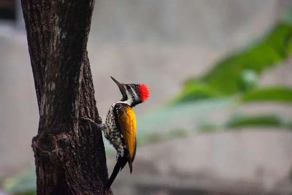 Pájaro Carpintero Apilado Gran Pájaro Carpintero Negro Nativo América Del —  Fotos de Stock