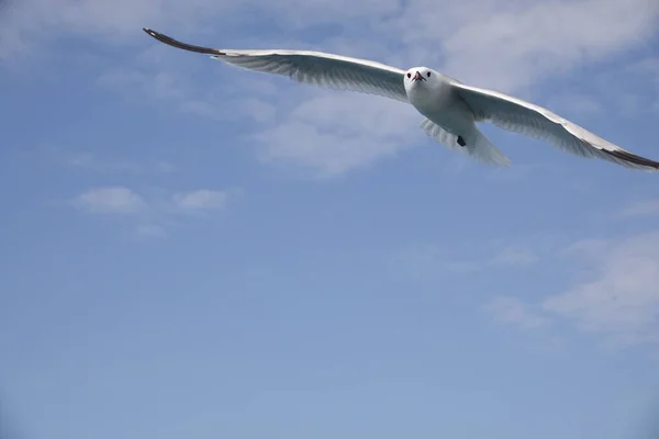 Gaivota Mediterrâneo Voando Céu Azul — Fotografia de Stock