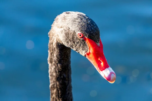 Close Shot Black Swan — Stock Photo, Image