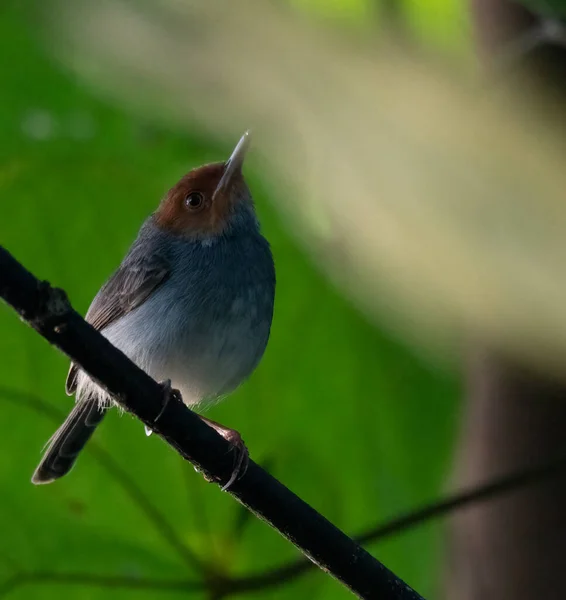 Closeup Small Bird Sitting Tree Branch — Stock Photo, Image