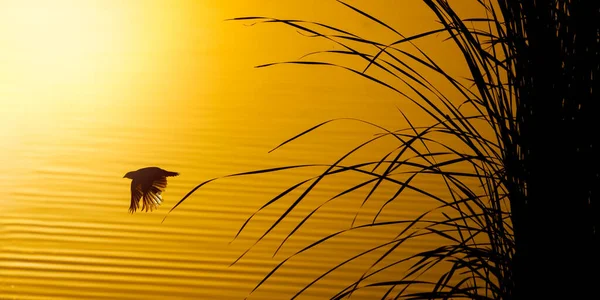 Pájaro Negro Alado Rojo Silueta Con Cañas Contra Puesta Sol — Foto de Stock