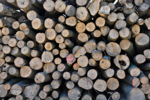 Una Foto Alberi Tagliati Dall Alto — Foto Stock