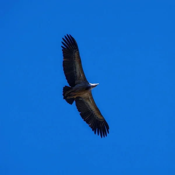 Low Angle Shot Vulture Flying Blue Sky Sunny Day — Stock Photo, Image