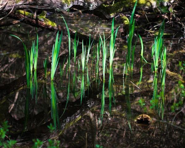 池の水生植物の美しいショット — ストック写真
