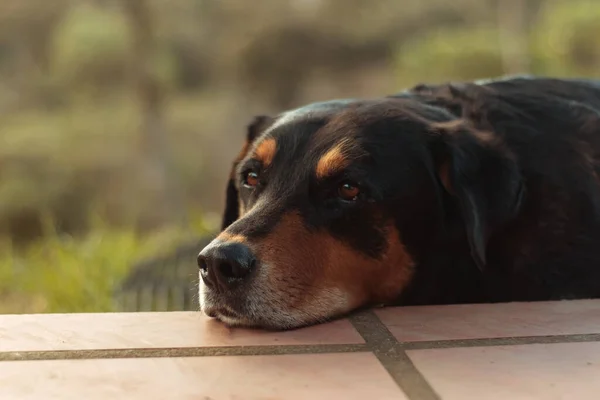 Closeup Shot Adorable Rottweiler Dog — Stock Photo, Image