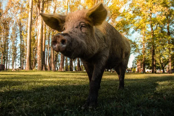 Крупный План Счастливой Свиньи Ферме Аргентина — стоковое фото