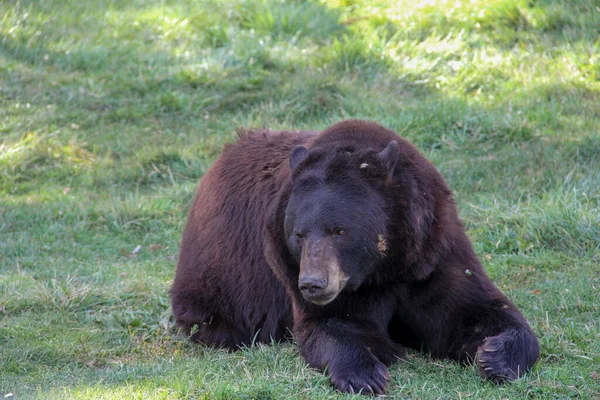 Großaufnahme Eines Bären Der Auf Dem Gras Liegt — Stockfoto