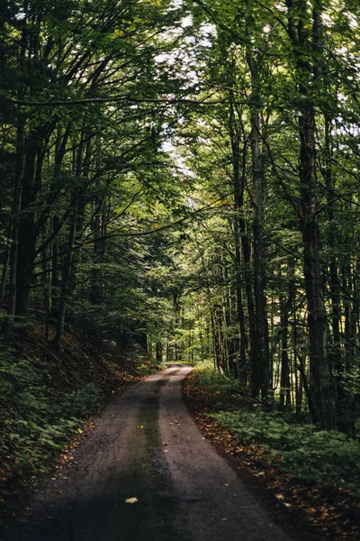 Uma Bela Vista Uma Estrada Através Floresta Dia Ensolarado — Fotografia de Stock