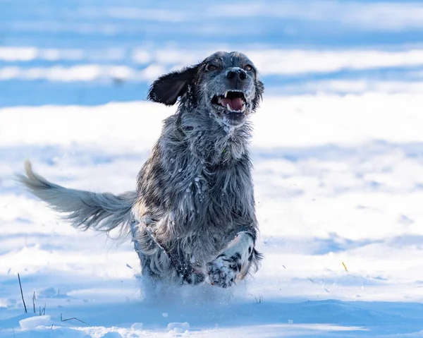 Shallow Focus Shot Dog Running Snow Sunny Day — Stock Photo, Image