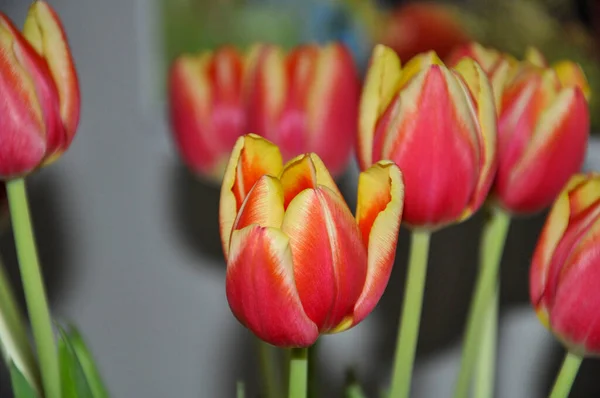 Closeup Photo Tulip Flowers — Stock Photo, Image