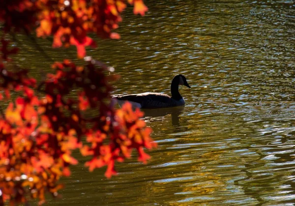 Une Vue Une Belle Bernache Canada Dans Lac Par Une — Photo