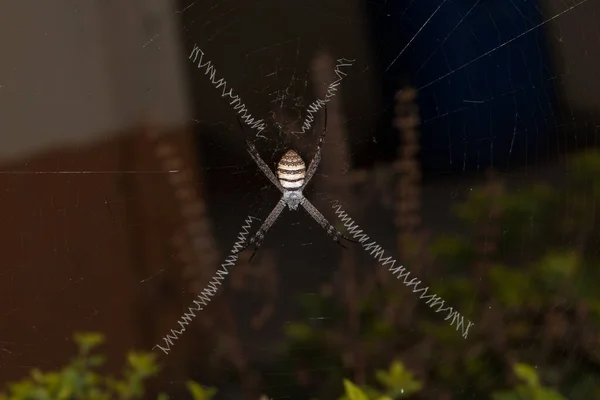 Una Macro Toma Una Araña Argiope Web — Foto de Stock