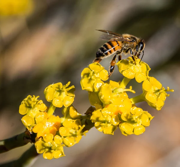 Közelkép Egy Méhről Amint Kiveszi Virágport Virágból — Stock Fotó
