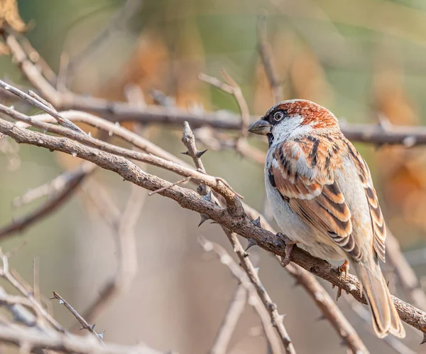 Sparrow Rusten Zonnebaden Een Struik Vroeg Ochtend — Stockfoto