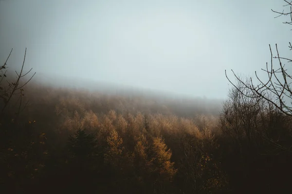 Primer Plano Las Ramas Bosque Otoño Día Niebla Rostrevor Irlanda — Foto de Stock