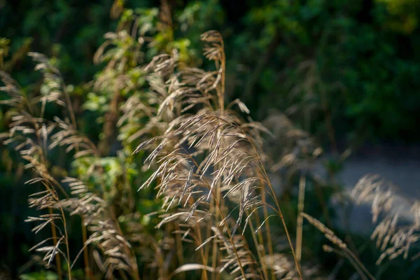 Gros Plan Bromes Sur Fond Flou — Photo