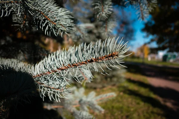 Výběrový Snímek Modrých Smrkových Větví — Stock fotografie