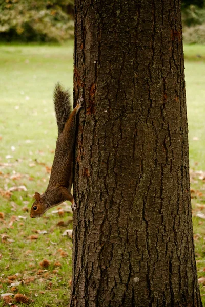 Esquilo Vermelho Curioso Parque Outonal Londres Durante Caminhada — Fotografia de Stock