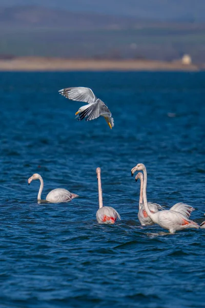 Ett Vertikalt Skott Mås Som Flyger Över Flock Flamingos Phoenicopterus — Stockfoto