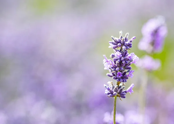 Tiro Seletivo Foco Lavanda Flor Cheia Snowshill Nos Cotswolds — Fotografia de Stock