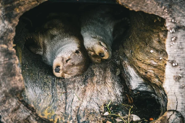 Zbliżenie Dwóch Uroczych Wydr Eurazjatyckich Lutra Lutra Śpiących Drzewku — Zdjęcie stockowe