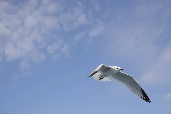 Gaviota Mediterránea Volando Cielo Azul —  Fotos de Stock