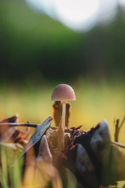 Eine Vertikale Nahaufnahme Eines Pilzes Der Durch Getrocknete Pflanzen Wächst — Stockfoto