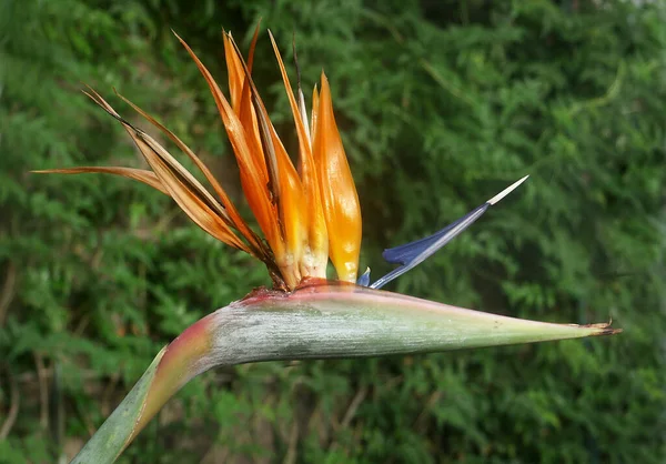 Closeup Shot Strelitzia Reginae Bird Paradise Field — 스톡 사진