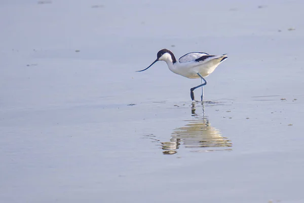 Uma Vista Panorâmica Avocet Torneado Praia — Fotografia de Stock