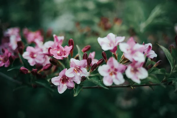 Eine Makroaufnahme Von Rosa Weigela Blüten Die Auf Dem Zweig — Stockfoto