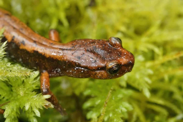 Closeup Western Redback Salamander Plethodon Vehiculum Sitting Green Moss Washington — Stock Photo, Image