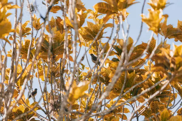 バックライト付きのブナの木黄色の葉 — ストック写真