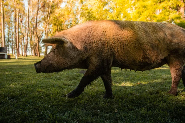 A closeup of a brown female wild pig walking on a meadow under sunlight