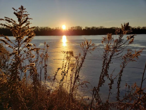 Selectivo Cañas Junto Lago Atardecer — Foto de Stock