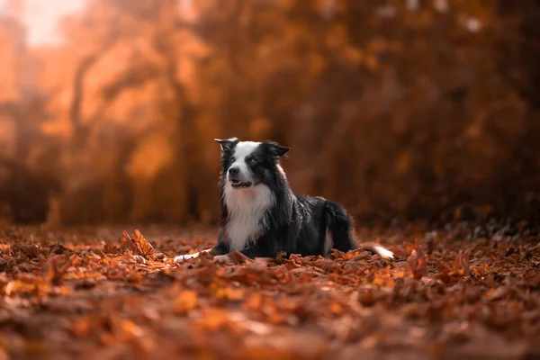 Ένα Αξιολάτρευτο Σκυλί Ένα Δάσος — Φωτογραφία Αρχείου