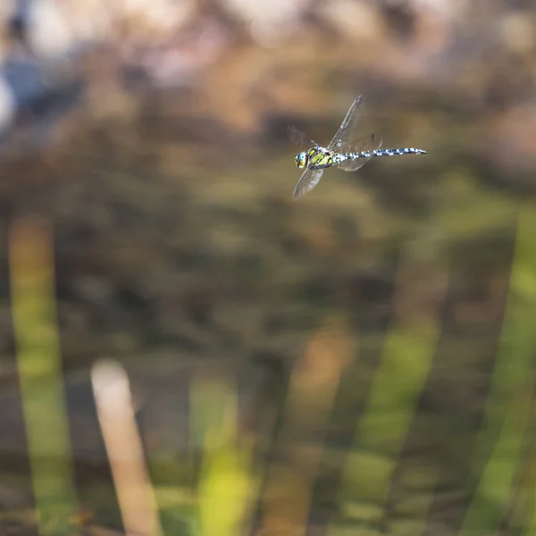 Een Close Van Een Odonata Die Vliegt Een Zonnige Dag — Stockfoto